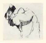 van Der Pant, Theresia Reiniera , Kameel -