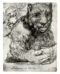 Anonimo , de Goya Y Lucientes, Francisco Jos&eacute; - sec. XIX - Il letterato (Animal de letras)