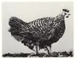 Picasso, Pablo , La Poule