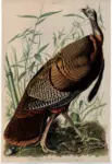 Audubon, John James , Great American Turkey Cock -
