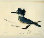 Audubon, John James , The Birds of America -