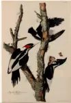 Audubon, John James , Picus Principalis -
