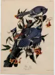 Audubon, John James , Corvus Cristatus -