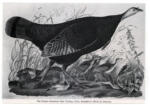 Audubon, John James , The Great American Hen Turkey -
