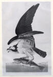 Audubon, John James , Fish Hawk - , Fish Hawk -