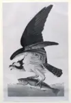 Audubon, John James , Fish Hawk