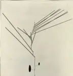 Calder, Alexander , 13 Spine