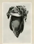 O'Keeffe, Georgia , Banana Flowers