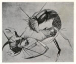 Anonimo , Rogalki - sec. XX - Scorpion and crab