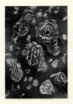 Tobey, Mark , Submarine -