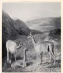 Agasse, Jaques - Laurent , Un gruppo di tre vigogne -