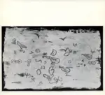 Klee, Paul , Der Wind Streut Samen