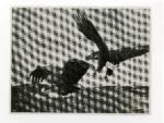 Liljefors, Bruno , Aigles de mer