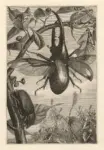 Anonimo francese sec. XIX/XX , Le Scarabée Hercule, màle et femelle, légèrment réduits