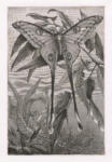 Anonimo francese sec. XIX/XX , Papillon màle de l'Actias Cometes